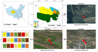 Legume–grass mixtures improve biological nitrogen fixation and nitrogen transfer by promoting nodulation and altering root conformation in different ecological regions of the Qinghai–Tibet Plateau